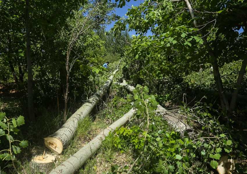 قطع صنوبرهای چمستان قانونی بود + فیلم